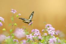 �ʵ�����