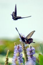 �ʵ�����